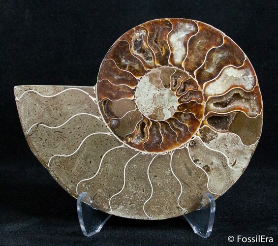 Inch Split Ammonite (Half) #3029